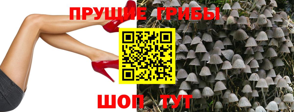 Псилоцибиновые грибы Psilocybe Выборг